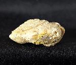 Obornella plicopunctata (DESLONGCHAMPS 1849) - Bild © FossNet FossilienStore